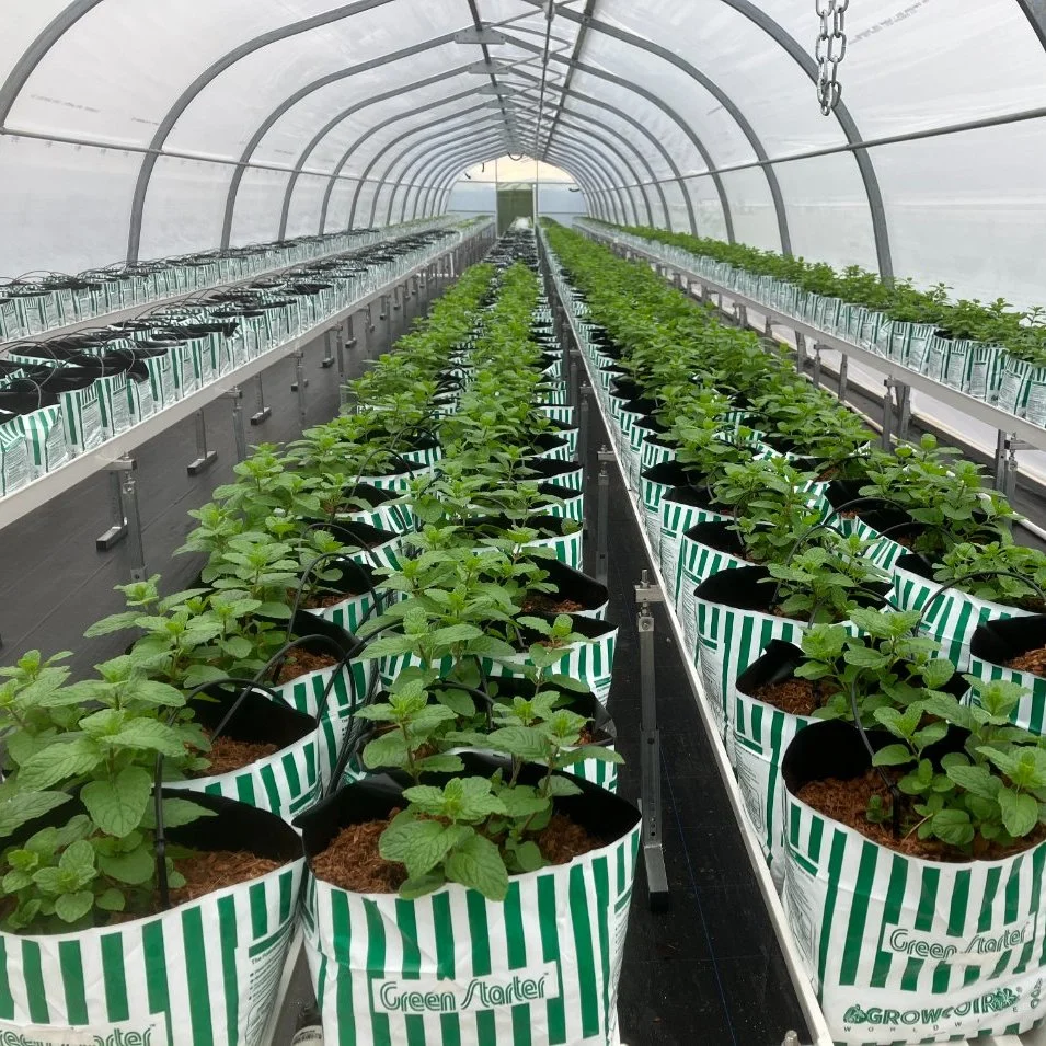 Preço de fábrica NFT Indoor Strawberry através de sistemas de crescimento hidropônico