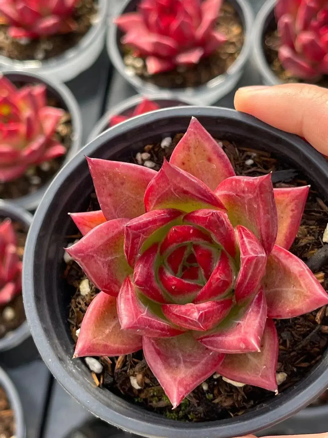 Hot Sale Variegated Red Echeveria &prime; Forever&prime; Natural Live Plants Succulents