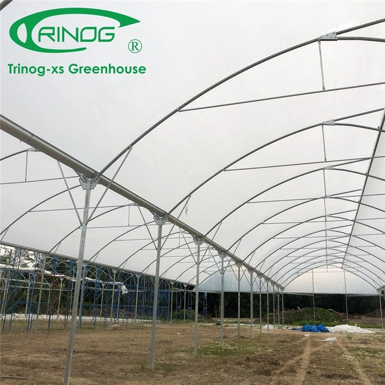 High quality/High cost performance  Multi-Span Galvanized Steel Structure Film Green House for Flowers and Grass Planting