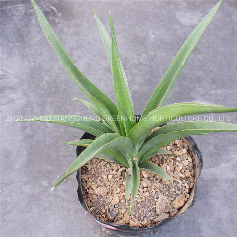 Sansevieria Green Banana Snake Plant