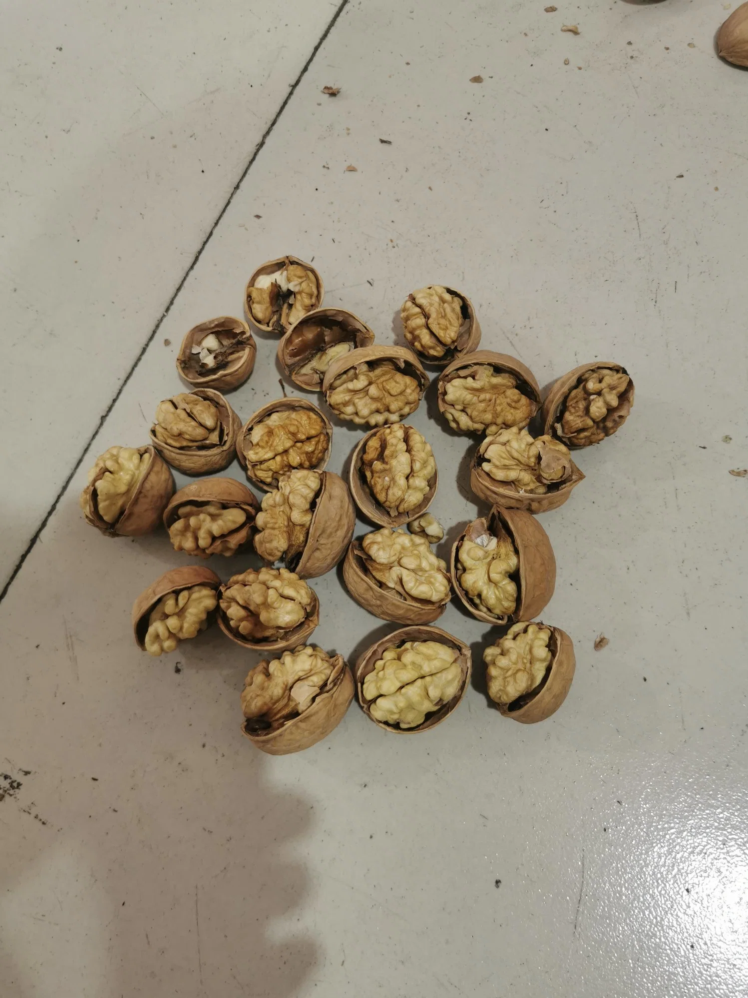 Xinjiang 185 Walnuts Peeling Export and Import Buyers Wholesale