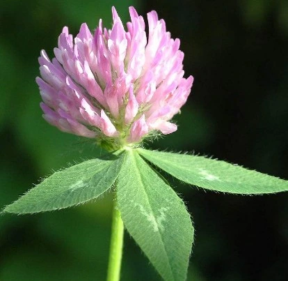 Halal Certified Red Clover Extract Isoflavone 8%, 20%, 40% durch HPLC