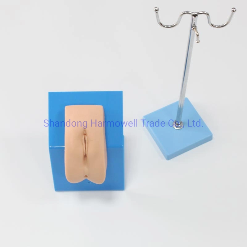 Advanced Wearable Female Urethral Catheterization Model