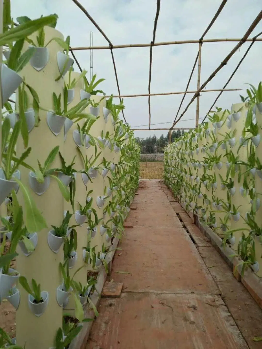 Modern Agriculture Vegetable Film Greenhouse for Lettuce/Salad/Farming/Hydroponics/Acquaponics