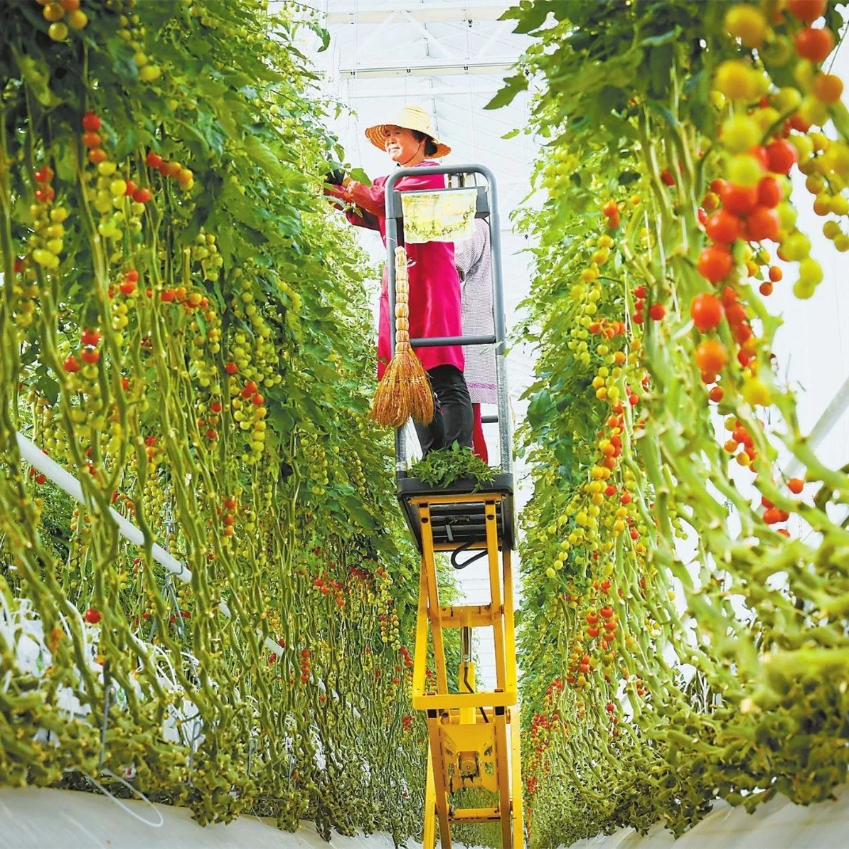 Estilos de tabela de elevador de tesoura especializado em estufa a plataforma/carrinho Carrinho para colheita de frutos da Posição Alta