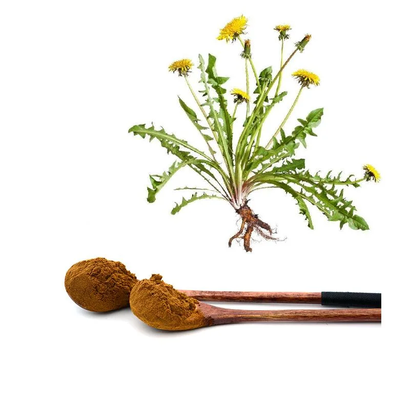 مورّد الجملة الأكثر مبيعاً جودة 100% Pure Dandelion استخراج مسحوق