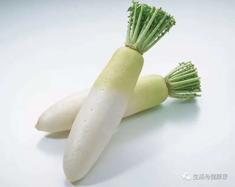 Super Quality Chinese White Redish