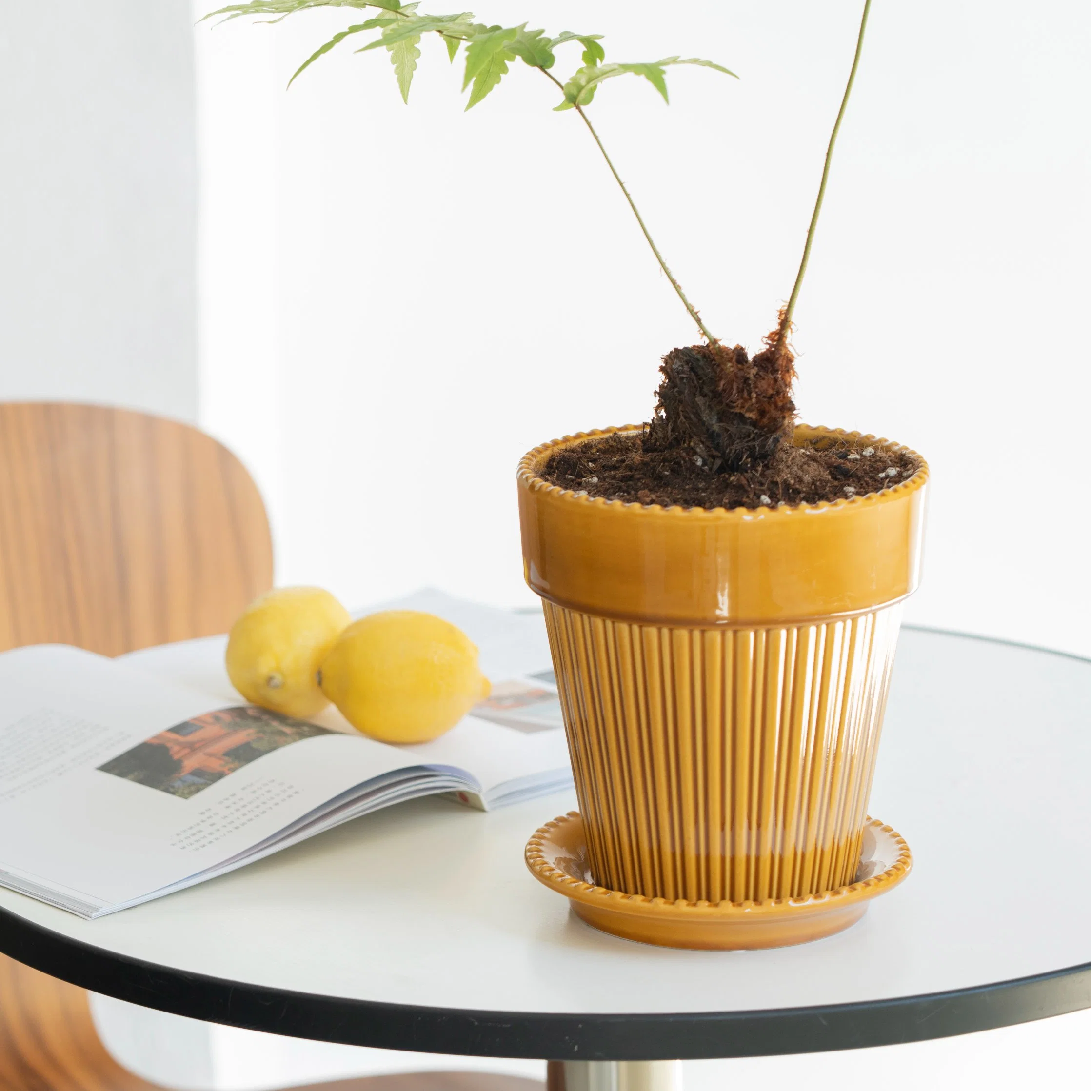 Amostra grátis de vasos redondos de cerâmica para plantas de cactos com prato de decoração básica personalizada para casa, jardim e escritório.