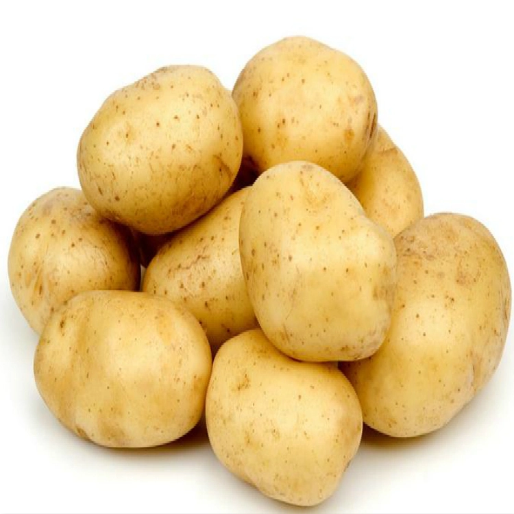 Fresh Potato for Cooking High quality/High cost performance  Potato with Top Grade Export