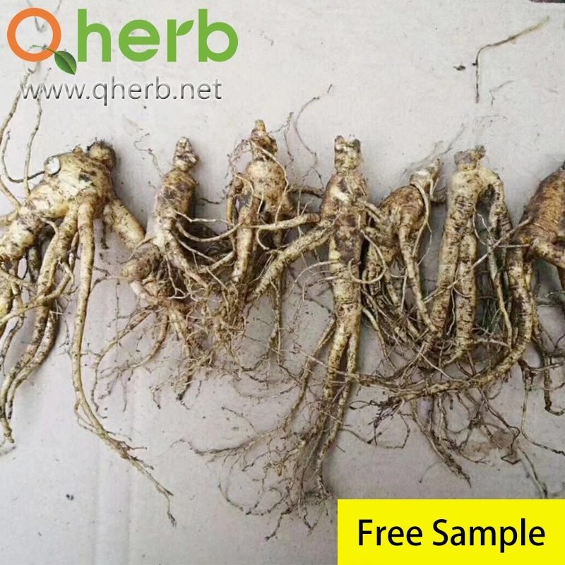 Un 10% de Extracto de Raíz de Ginseng rojo HPLC de la Salud Alimentaria extracto de hierba