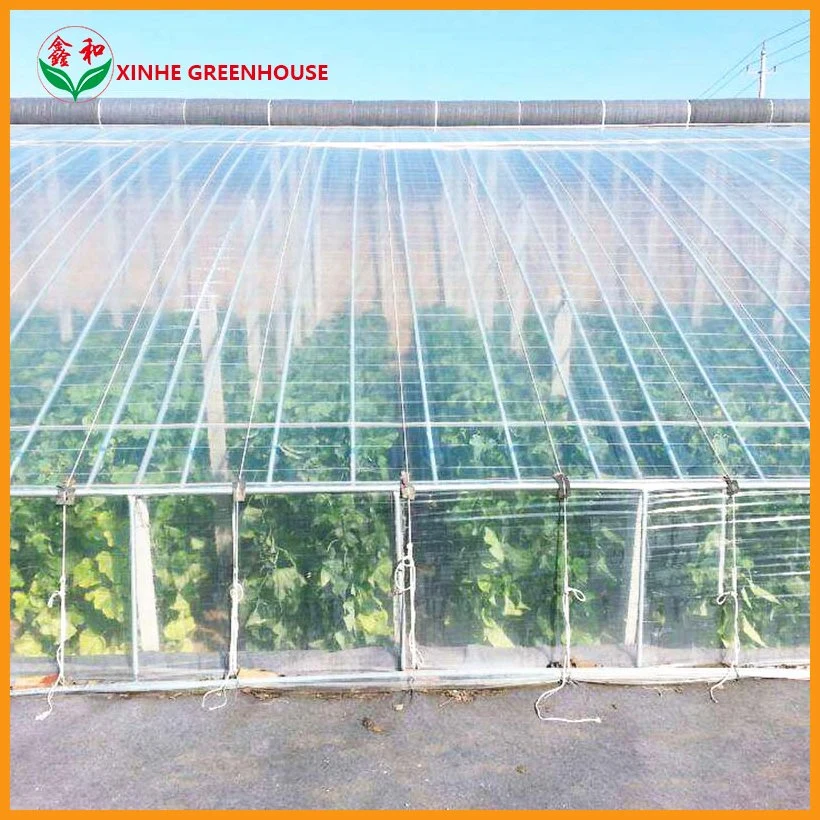 Tunnel Greenhouse for Mushroom Growing with Ventilation System