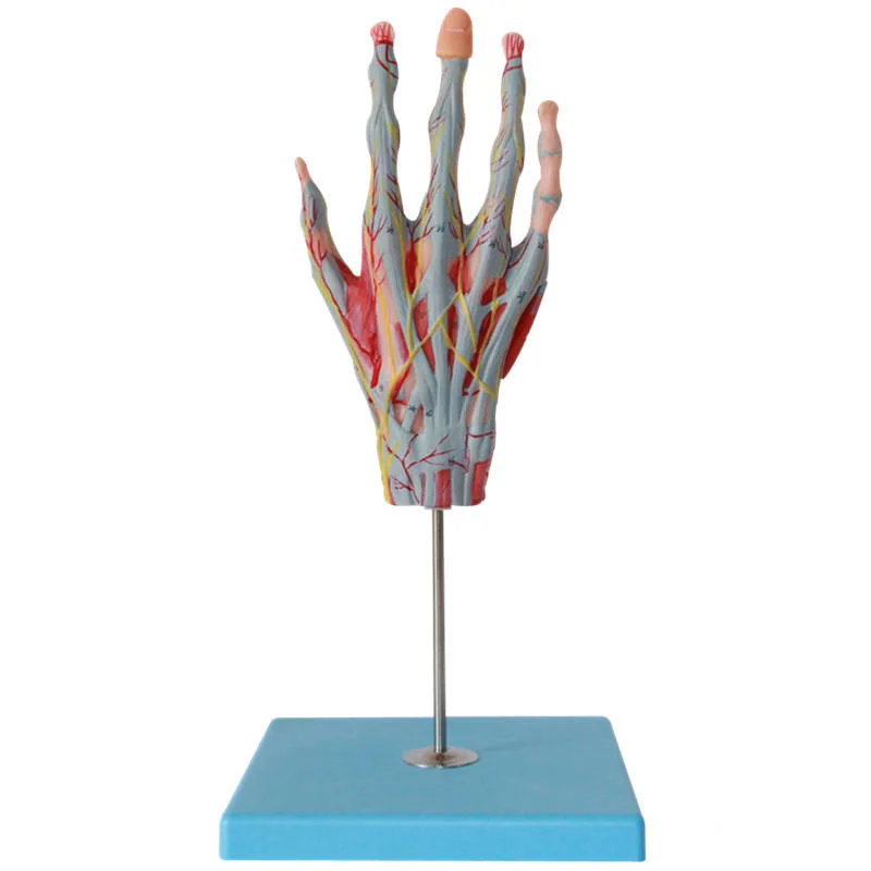 Classroom Display Expansion Hand Dissection Model of PVC