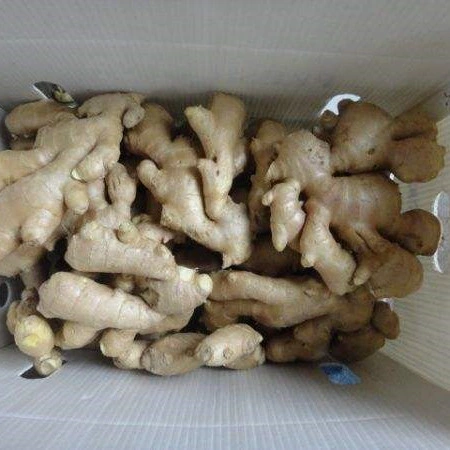 Bset Quality Air Dry Ginger From China