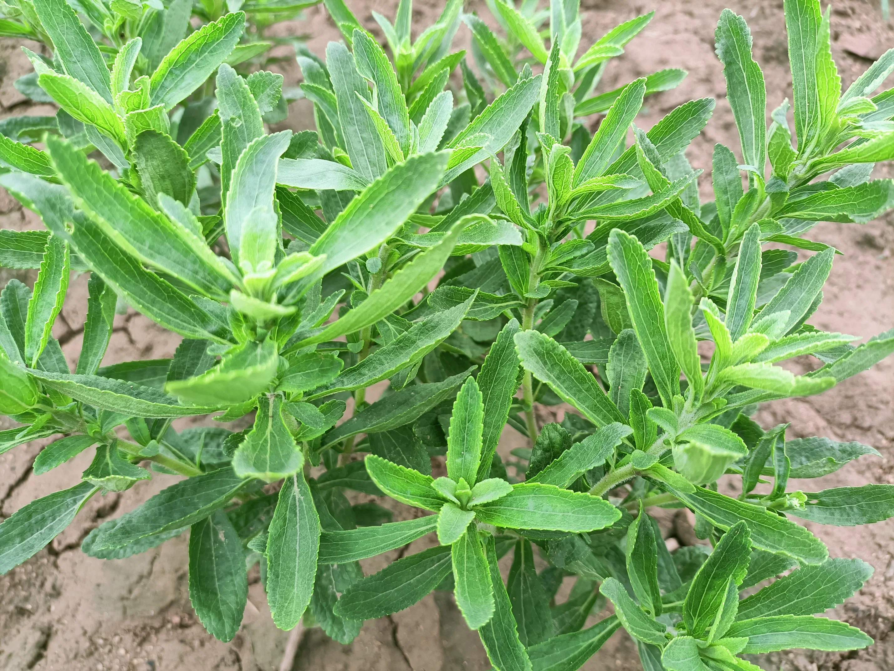 Edulcorante esteviósido Herb Stevia orgánica Ra80