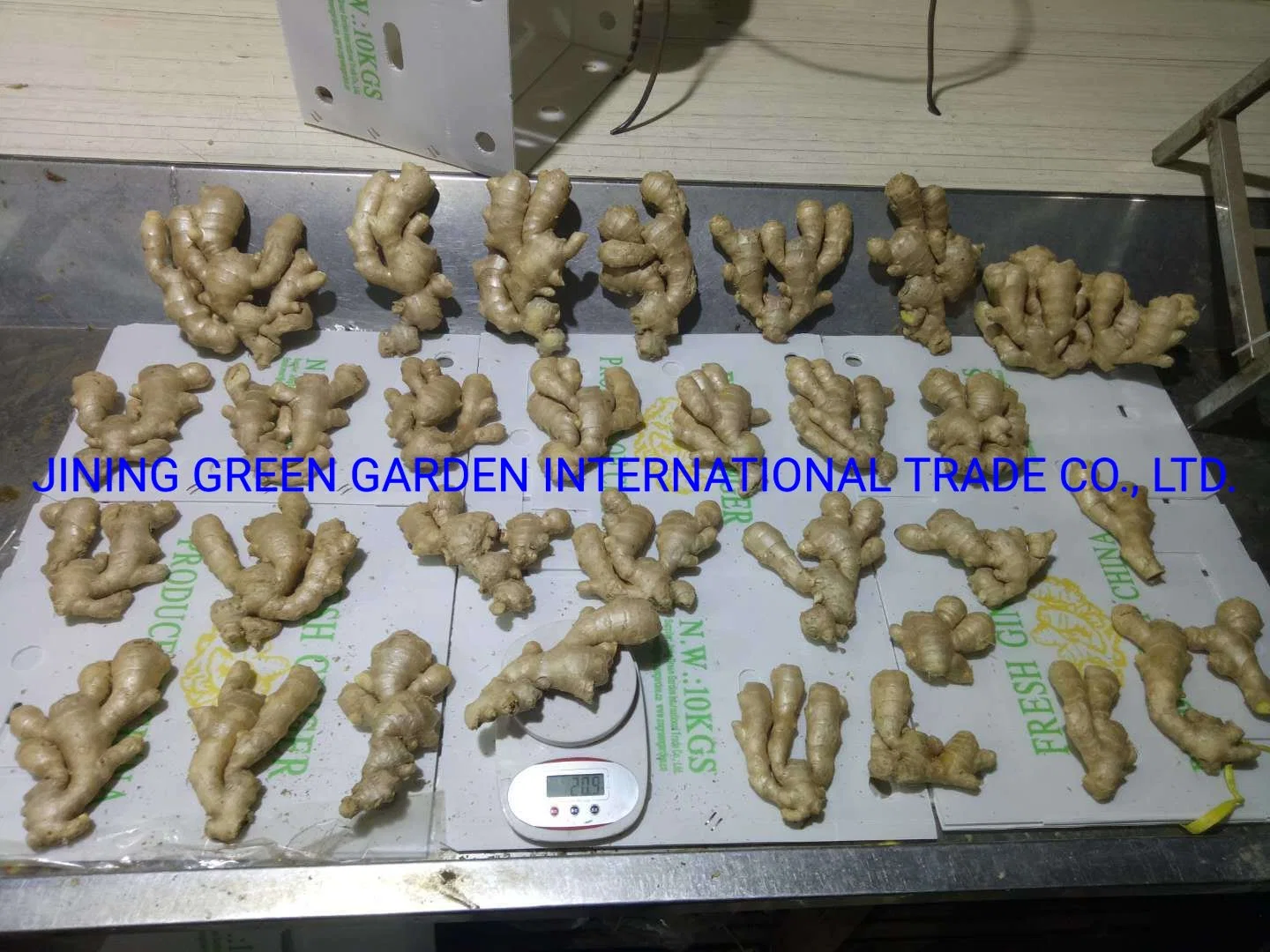 Hot Selling Factory Supplier 100g/150g/200g/250g/300g and up Air Dry Ginger From China with Mesh Bag/PVC/Carton Box Packing, Top Quality Good Price Dry Ginger