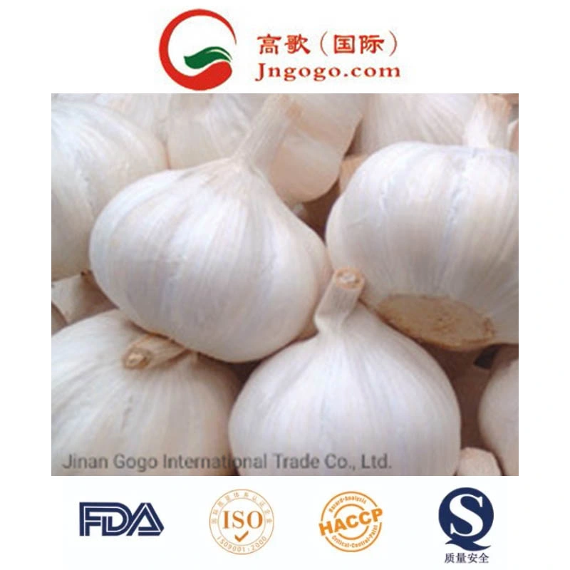 New Crop Pure White Chinese Fresh Peeled Garlic (180-220grains/kg)