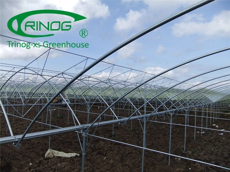 High Efficient Multi-span Film Greenhouse With Hydroponic Growing System for Sale