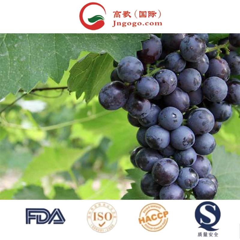 Fresh Grapes, Fresh Fruits, China Fresh Black Grape Fruit Exporter