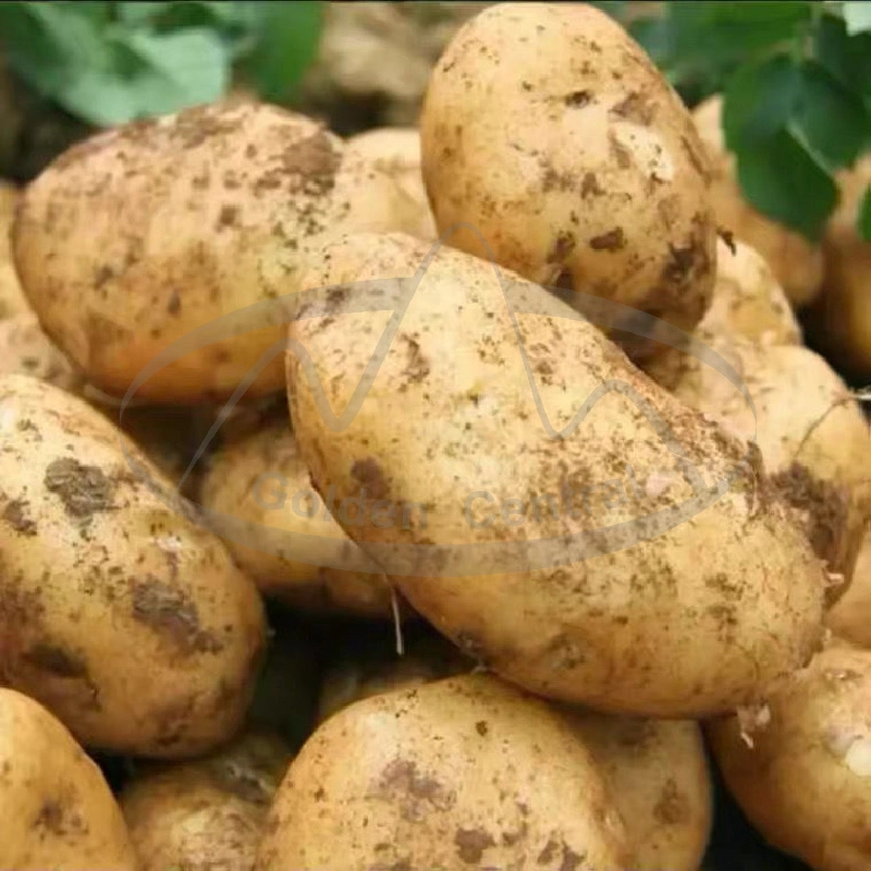 Export Atlantic Fresh Potato Prices From Chinese Supplier