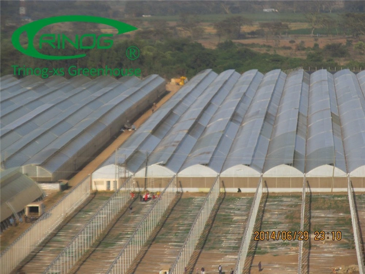 Commercial Multi-span Cultivation Hydroponics System Film Greenhouse for Agriculture Vegetables