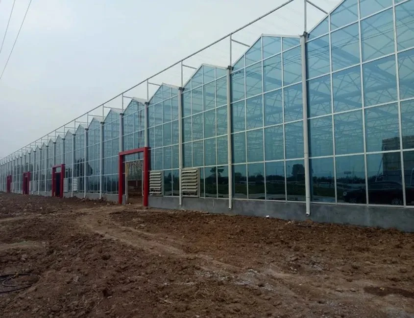 The Glass Greenhouse Factory Sells Well and Is Used for Planting Vegetables and Flowers with High quality/High cost performance 