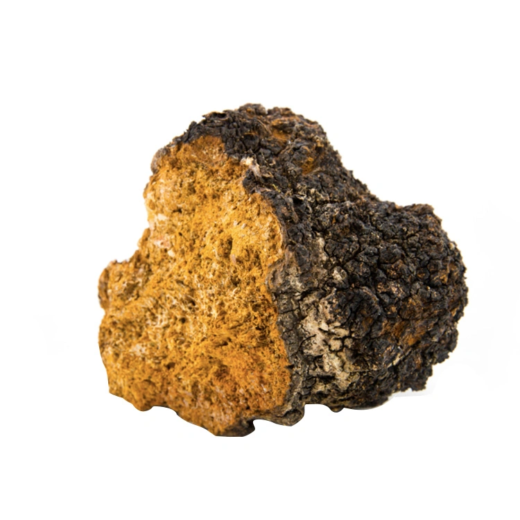 Hongo Chaga Inonotus orgánico Extracto de hongo Chaga hongo Chaga polvo polvo soluble en agua