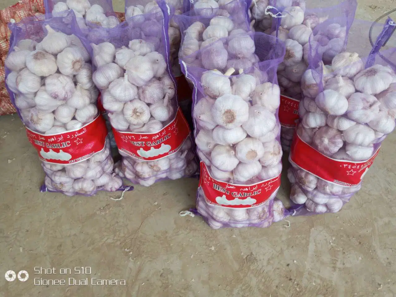 Fresh Normal White Garlic/Pure White Garlic with 4.5cm Mesh Bag Packing