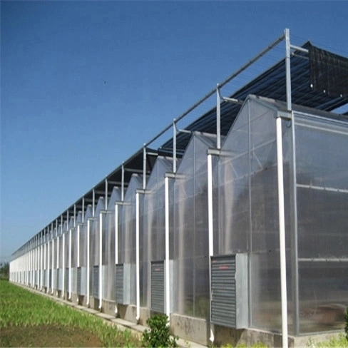 Multi / Single Span Arch Venlo Typ Polycarbonat Board PC Greenhouse