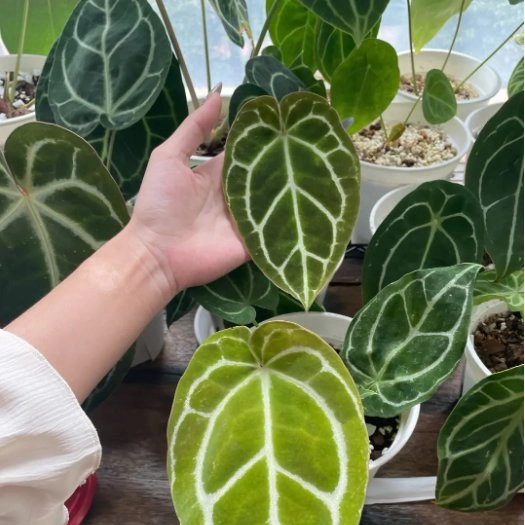 Anthurium Crystallinum Linden & Andr&eacute; Indoor Plants