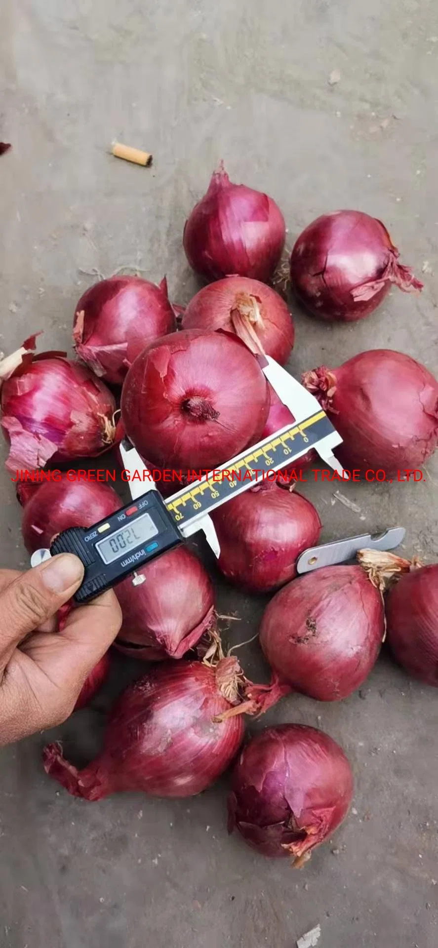 2021 Nueva Cosecha de Cebolla Roja fresca /cebolla blanca y amarilla del proveedor chino