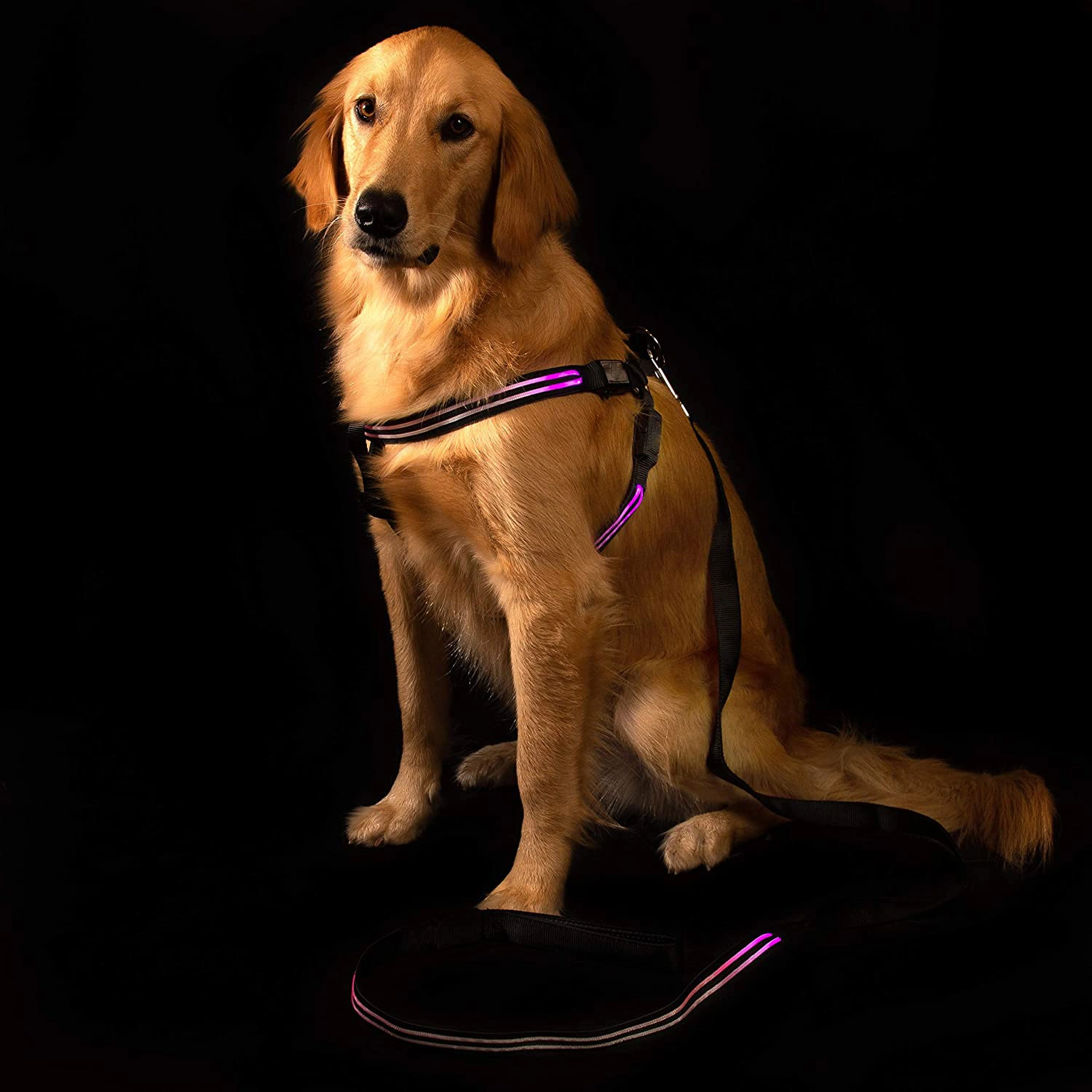 Spupps Rechargeable Chest LED Dog Harness Can Be Seen in The Night Activities