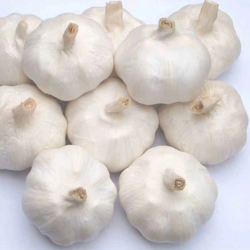New Season Chinese Fresh Garlic Normal White & Pure White Garlic