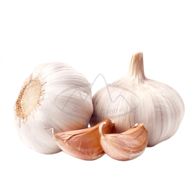 Wholesale/Supplier Fresh Garlic Chinese Supplier Shandong Garlic Fresh Dried White Garlic