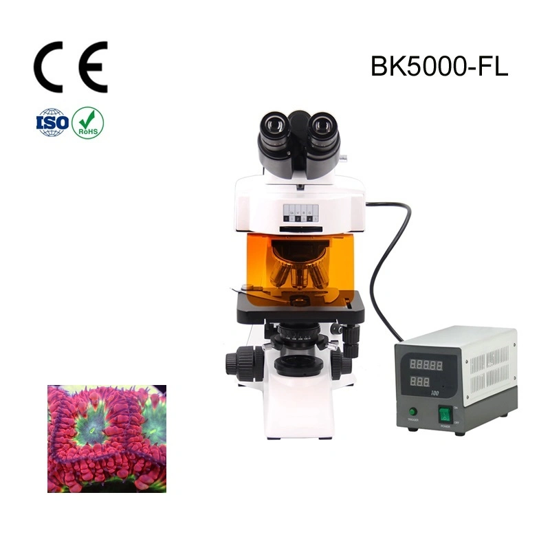 Alltion Microscope Multi-Viewing Educational Teaching Fluorscent Microscope for Low Price