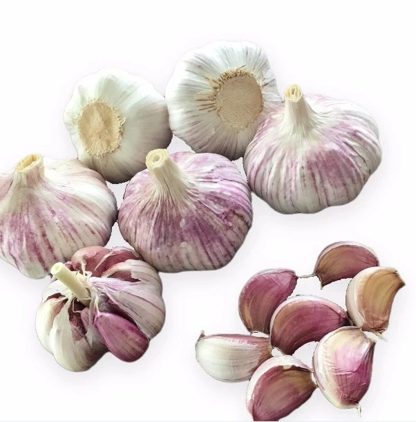 Pure White Garlic 4.5cm 5.0cm 5.5cm 6.0cm 6.5cm Fresh Garlic