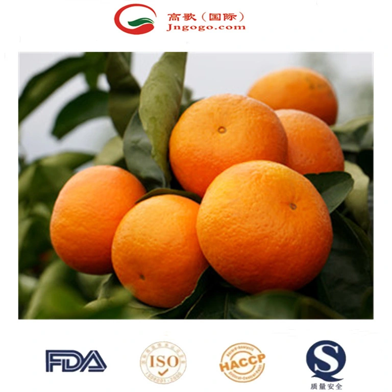 China Fresh Mandarin Premium Quality Wogan Mandarin