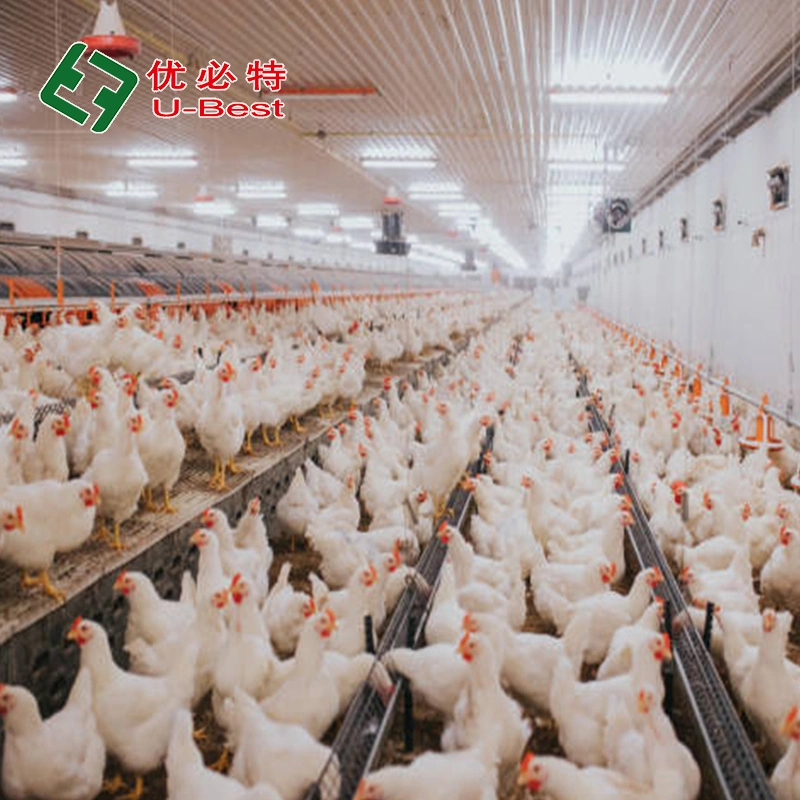 Modern Broiler Floor Raising Chicken Farming/Farm Feeding System Automatic Poultry Machine/Equipment