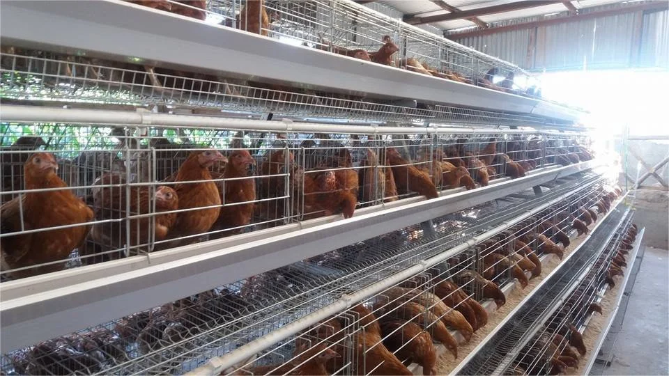 a Type Egg Chicken Layer Battery Cage for Hot Sale for Tanzania Poultry Farm