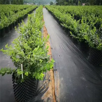 Hesheng PP PE película elástica tela resistente al suelo Mat tejido Para cultivar un huerto