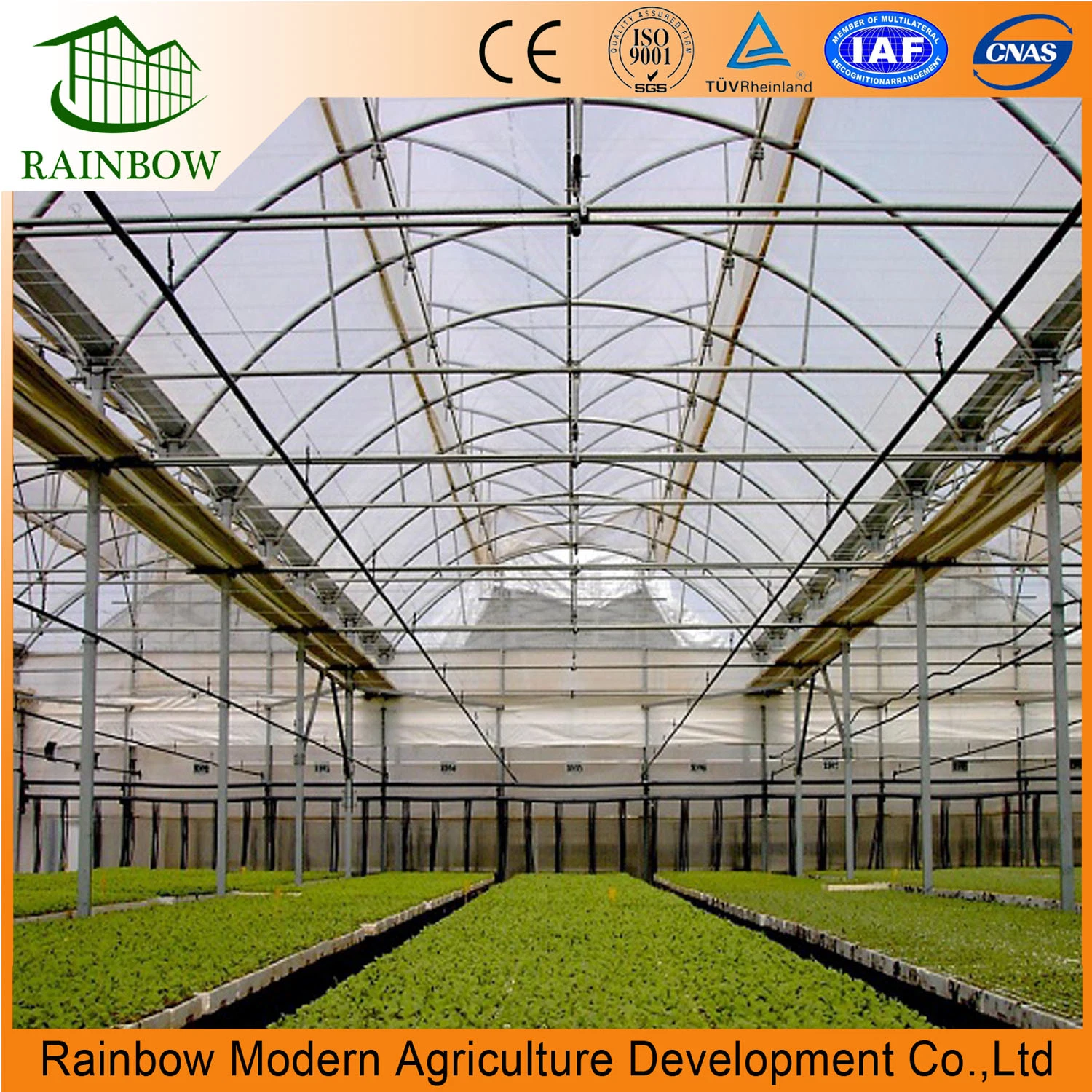 Ecological Agriculture Steel Structure Frame PE Film Greenhouse