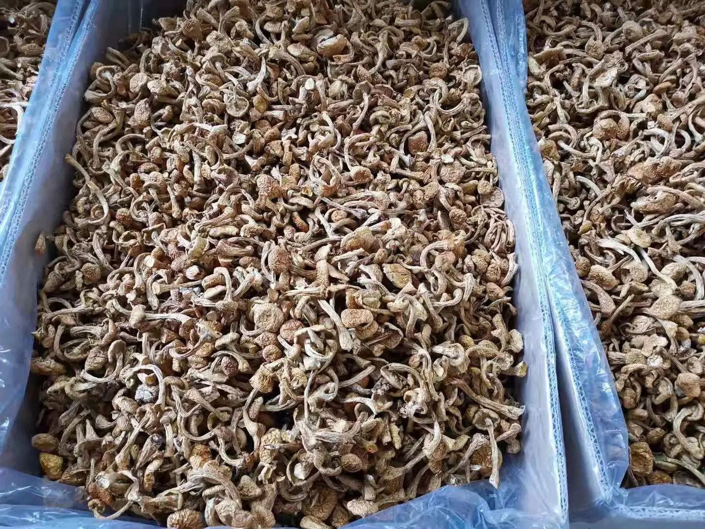 Dried Nameko Mushroom Dried Pholiota Microspora Mushroom for Russian Market