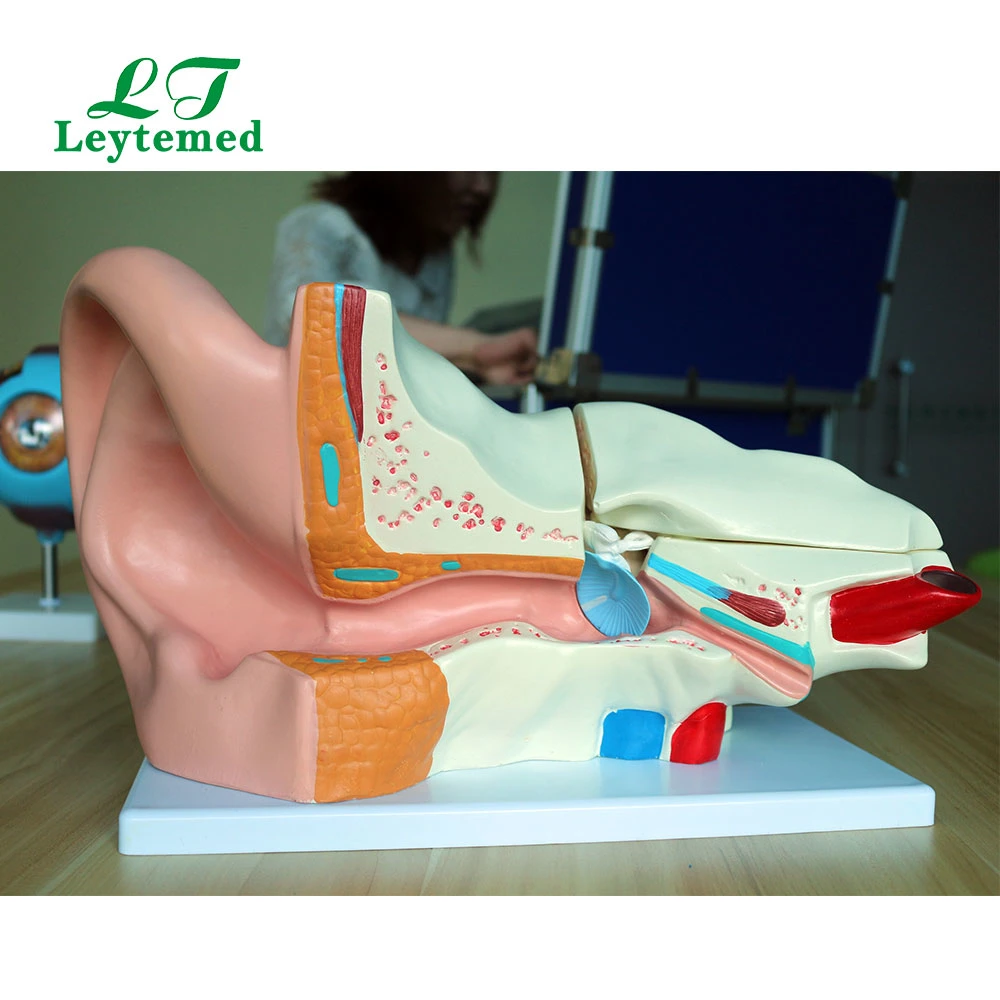 Ltm303A New Type PVC Giant Ear Model for Medical Tranning