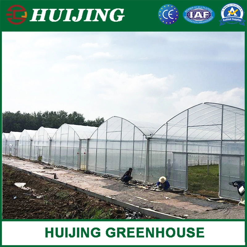 Customized Poly Tunnel Turn-Key Film Greenhouse for Strawberry/Cherry/Fruit Trees/Seedbreeding for Sale