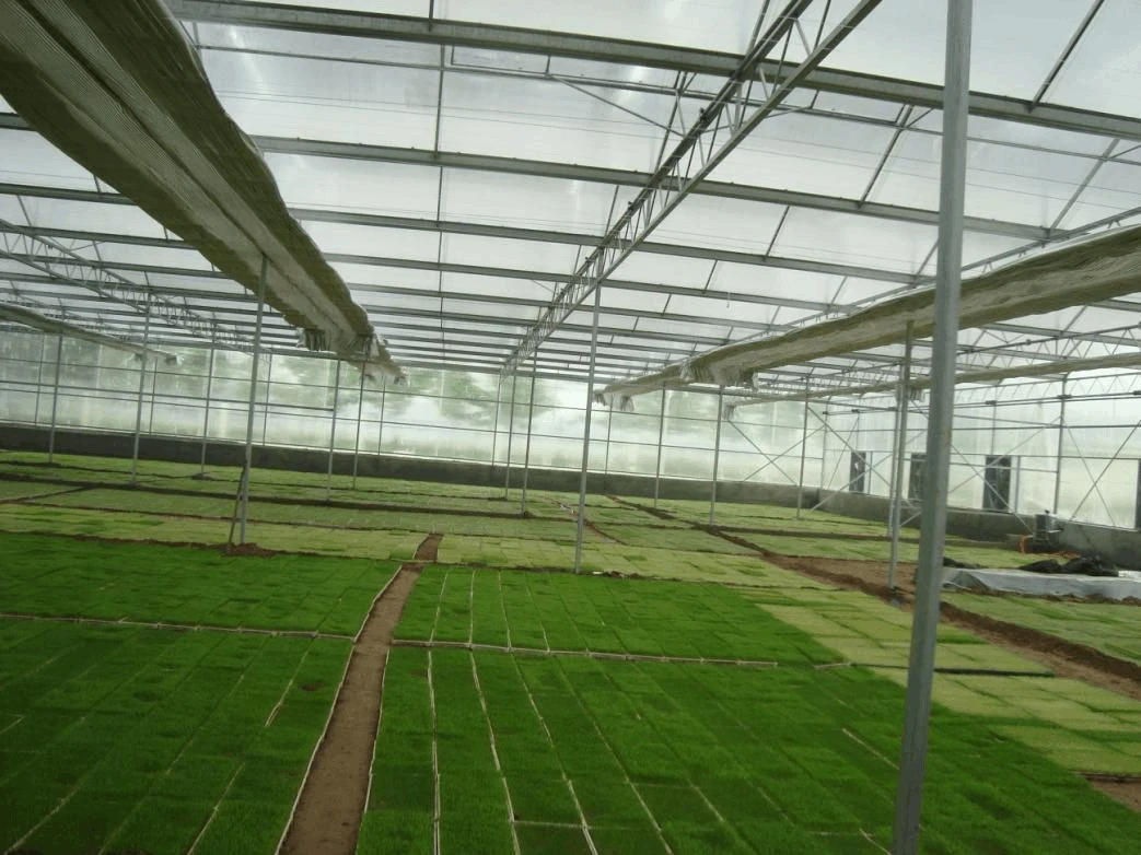 Hot Galvanized Pipe Poly Carbonate Greenhouse with Shading and Automatic Irrigation System