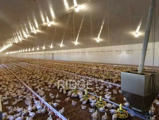 Construção moderna de Aço construção de frango maquinaria de criação automática de aves sistema de alimentação Casa de fazenda