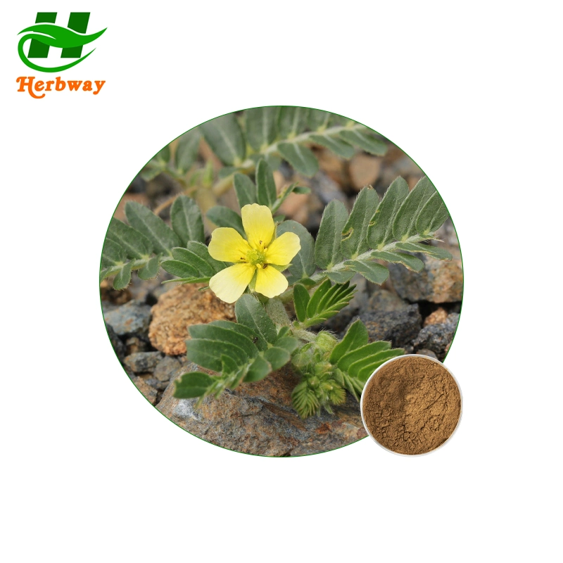 Herbway Plant Extract Free Sample Tribulus Terrestris Extract Saponins Powder for Men Health Supplement