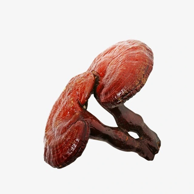 Polvo de esporas de extracto de champiñones de Reishi rojo