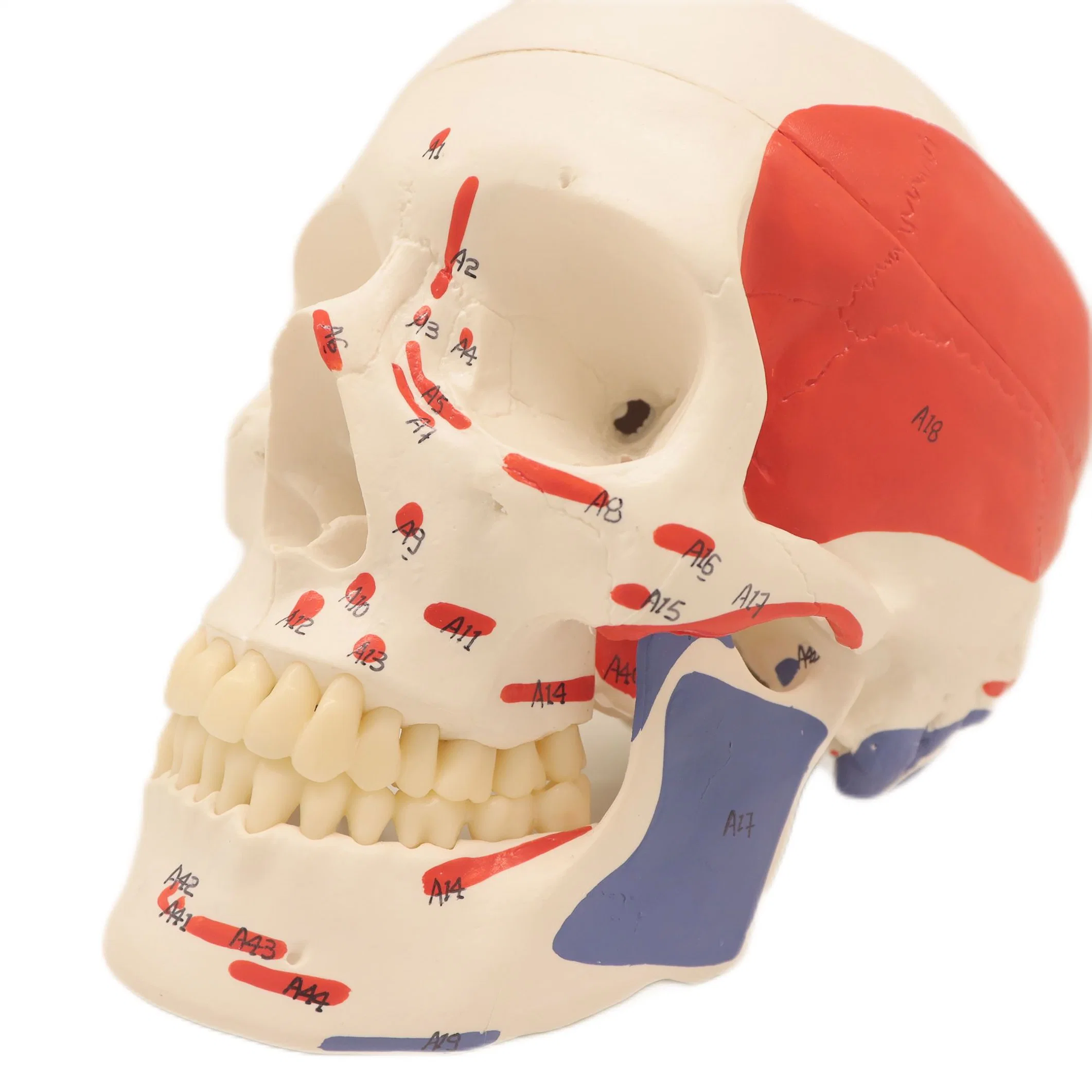 Good Quality Lab Teaching Models 3 Parts Human Muscular Skull Skeleton Models for Students
