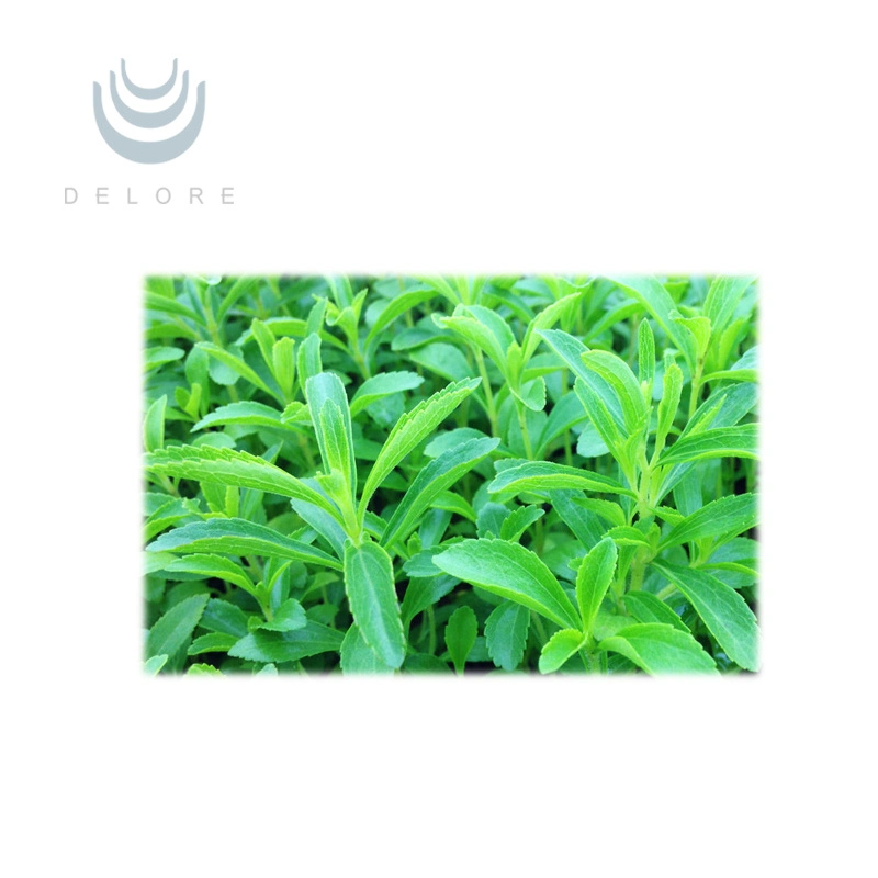 Factory Cost Price Rebaudioside a China Dried Leaves Stevia Liquid Stevia Tea Extract