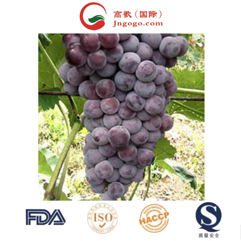 Kyoho Grape fresco de Lujo Embalaje de miel Alimentos